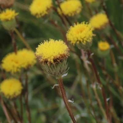 Leptorhynchos elongatus (Lanky Buttons) at Dry Plain, NSW - 17 Dec 2022 by AndyRoo