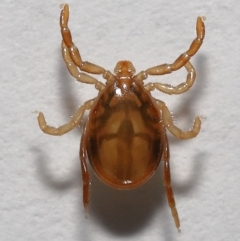 Unidentified Mite and Tick (Acarina) at Wellington Point, QLD - 19 Aug 2023 by TimL