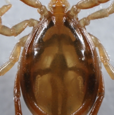 Unidentified Mite and Tick (Acarina) at Wellington Point, QLD - 19 Aug 2023 by TimL