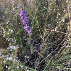 Hovea heterophylla (Common Hovea) at Majura, ACT - 20 Aug 2023 by waltraud