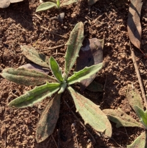 Plantago varia at Majura, ACT - 20 Aug 2023