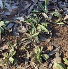 Plantago varia at Majura, ACT - 20 Aug 2023 04:25 PM