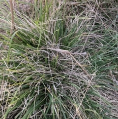 Nassella neesiana (Chilean Needlegrass) at Watson, ACT - 20 Aug 2023 by waltraud