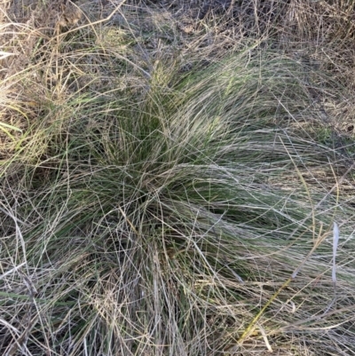 Nassella trichotoma (Serrated Tussock) at Watson, ACT - 21 Aug 2023 by waltraud