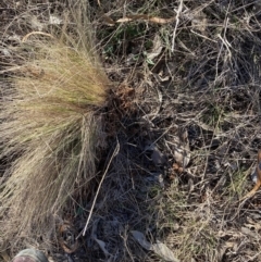 Nassella trichotoma (Serrated Tussock) at Watson, ACT - 21 Aug 2023 by waltraud