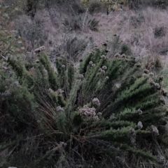 Chrysocephalum semipapposum (Clustered Everlasting) at Watson, ACT - 21 Aug 2023 by waltraud