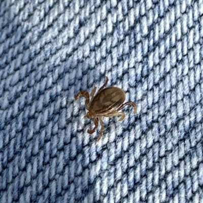 Ixodes holocyclus (Paralysis Tick) at Kangaroo Valley, NSW - 22 Aug 2023 by lbradleyKV