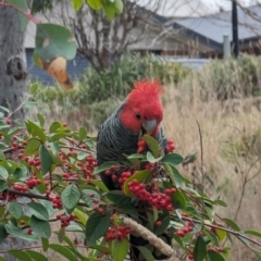 Callocephalon fimbriatum (Gang-gang Cockatoo) at Phillip, ACT - 22 Aug 2023 by stofbrew