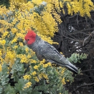 Callocephalon fimbriatum at Phillip, ACT - suppressed