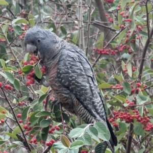 Callocephalon fimbriatum at Phillip, ACT - suppressed