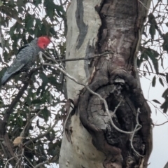 Callocephalon fimbriatum at Phillip, ACT - suppressed