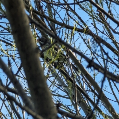 Acanthagenys rufogularis (Spiny-cheeked Honeyeater) at Canowindra, NSW - 18 Aug 2023 by stofbrew