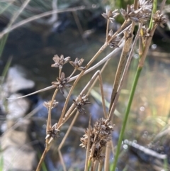 Juncus holoschoenus (Joint-leaved Rush) at Broadway TSR - 21 Aug 2023 by JaneR