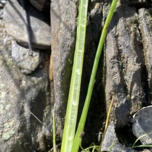 Juncus holoschoenus at Broadway, NSW - 21 Aug 2023 01:33 PM