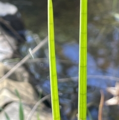 Juncus holoschoenus at Broadway, NSW - 21 Aug 2023 01:33 PM