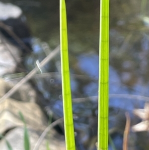 Juncus holoschoenus at Broadway, NSW - 21 Aug 2023 01:33 PM