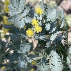 Acacia baileyana (Cootamundra Wattle, Golden Mimosa) at Broadway TSR - 21 Aug 2023 by JaneR