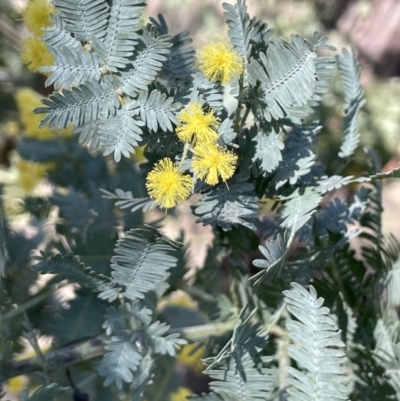 Acacia baileyana (Cootamundra Wattle, Golden Mimosa) at Broadway TSR - 21 Aug 2023 by JaneR