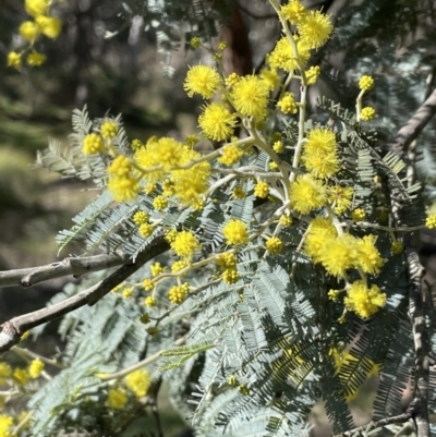 Acacia dealbata (Silver Wattle) at Broadway, NSW - 21 Aug 2023 by JaneR