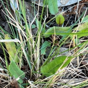 Rumex brownii at Higgins, ACT - 20 Aug 2023