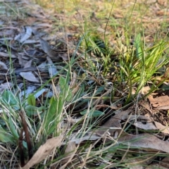 Rumex brownii at Higgins, ACT - 20 Aug 2023