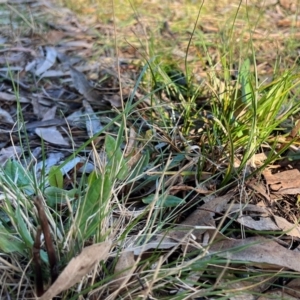 Rumex brownii at Higgins, ACT - 20 Aug 2023