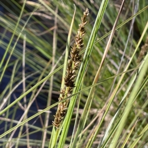 Carex appressa at Broadway, NSW - 21 Aug 2023