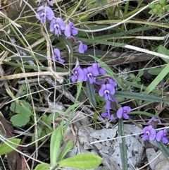 Hovea heterophylla (Common Hovea) at Broadway TSR - 21 Aug 2023 by JaneR