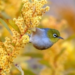 Zosterops lateralis (Silvereye) at Chapman, ACT - 19 Aug 2023 by Chris Appleton