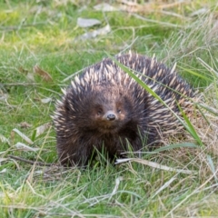 Tachyglossus aculeatus (Short-beaked Echidna) at Tuggeranong, ACT - 21 Aug 2023 by ChrisAppleton