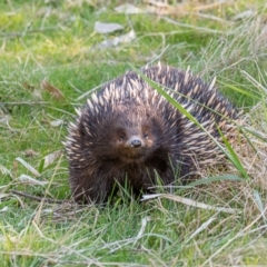 Tachyglossus aculeatus (Short-beaked Echidna) at Cooleman Ridge - 21 Aug 2023 by ChrisAppleton