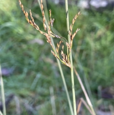 Juncus remotiflorus (Diffuse Rush) at Broadway TSR - 21 Aug 2023 by JaneR