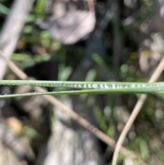 Juncus remotiflorus at Broadway, NSW - 21 Aug 2023