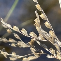 Juncus remotiflorus at Broadway, NSW - 21 Aug 2023