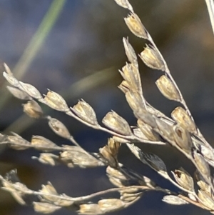 Juncus remotiflorus at Broadway, NSW - 21 Aug 2023