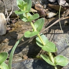 Gratiola peruviana (Australian Brooklime) at Broadway, NSW - 21 Aug 2023 by JaneR