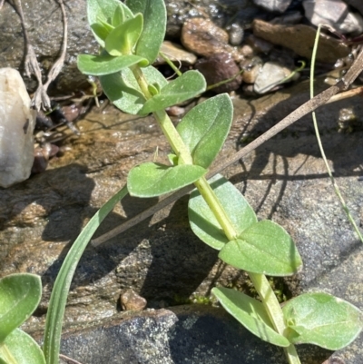 Gratiola peruviana (Australian Brooklime) at Broadway TSR - 21 Aug 2023 by JaneR