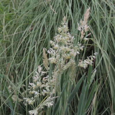 Holcus lanatus (Yorkshire Fog) at Tuggeranong, ACT - 25 Feb 2023 by michaelb