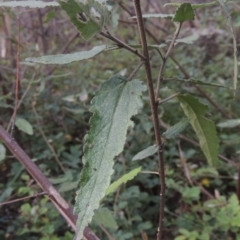 Gynatrix pulchella (Hemp Bush) at Tuggeranong, ACT - 25 Feb 2023 by MichaelBedingfield