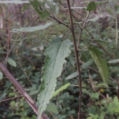 Gynatrix pulchella (Hemp Bush) at Tuggeranong, ACT - 25 Feb 2023 by michaelb