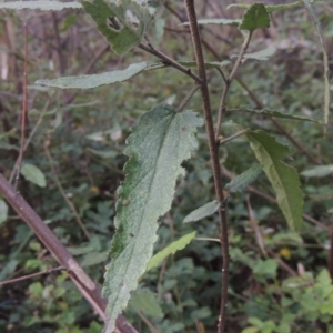 Gynatrix pulchella at Tuggeranong, ACT - 25 Feb 2023