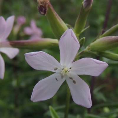 Saponaria officinalis (Soapwort, Bouncing Bet) at Tuggeranong, ACT - 25 Feb 2023 by michaelb