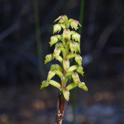 Corunastylis pumila (Green Midge Orchid) at Vincentia, NSW - 16 Mar 2023 by AnneG1
