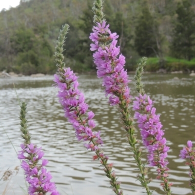 Lythrum salicaria (Purple Loosestrife) at Tuggeranong, ACT - 25 Feb 2023 by michaelb