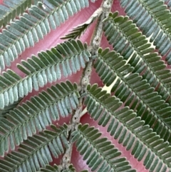 Acacia mearnsii (Black Wattle) at Kangaroo Valley, NSW - 22 Aug 2023 by lbradley