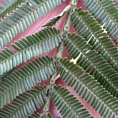 Acacia mearnsii (Black Wattle) at Kangaroo Valley, NSW - 22 Aug 2023 by lbradleyKV