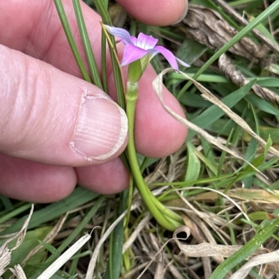 Romulea rosea var. australis (Onion Grass) at Kangaroo Valley, NSW - 22 Aug 2023 by lbradleyKV