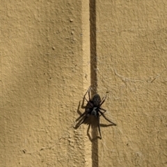 Badumna insignis at Phillip, ACT - suppressed