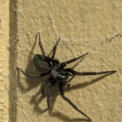 Badumna insignis at Phillip, ACT - suppressed