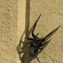 Badumna insignis at Phillip, ACT - suppressed